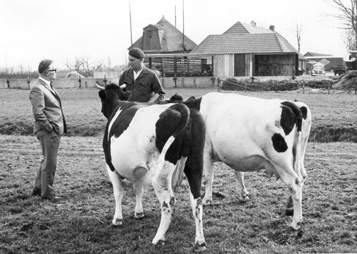 Een selectie-ambtenaar keurt koe en boer voor de Noordoostpolder. Foto Erfgoedcentrum Nieuw Land Lel